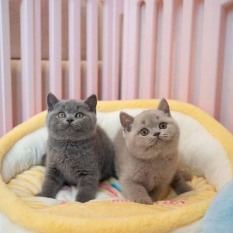 adorable-kittens-big-0