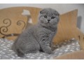 kittens-available-for-sale-uae-small-0