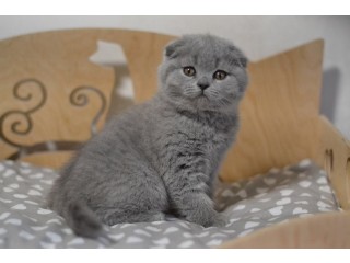 Kittens available for sale UAE