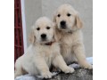 golden-retriever-puppies-for-adoption-small-1