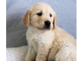 golden-retriever-puppies-for-adoption-small-2