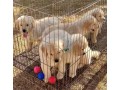 golden-retriever-puppies-for-adoption-small-4