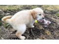 golden-retriever-puppies-for-adoption-small-3