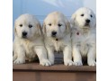 golden-retriever-puppies-for-adoption-small-0