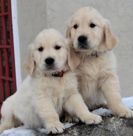 golden-retriever-puppies-for-adoption-big-1