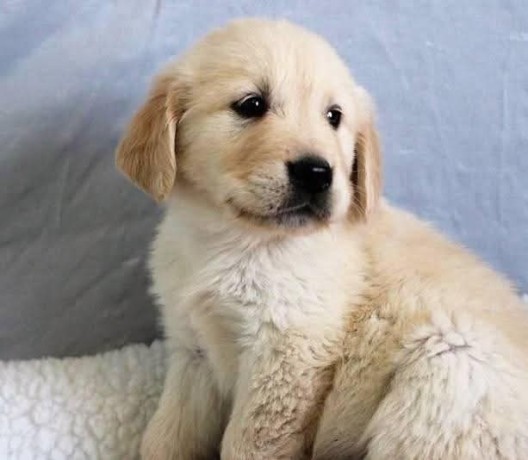 golden-retriever-puppies-for-adoption-big-2