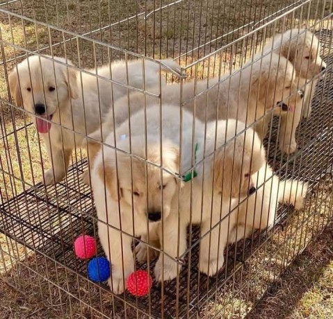 golden-retriever-puppies-for-adoption-big-4