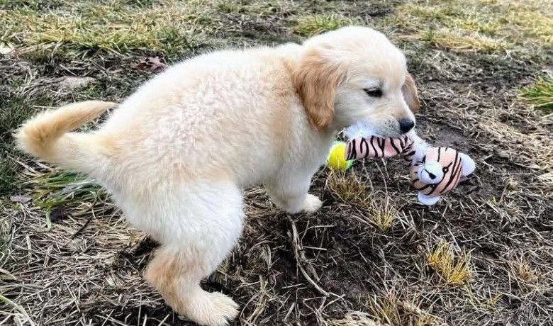 golden-retriever-puppies-for-adoption-big-3