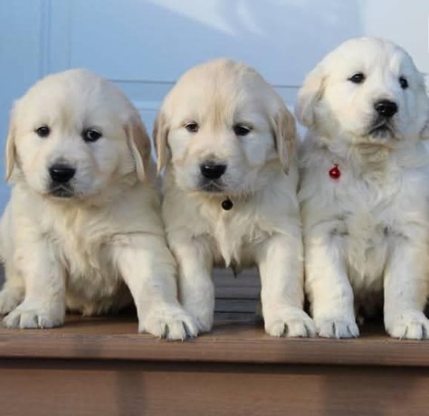 golden-retriever-puppies-for-adoption-big-0