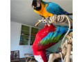 macaws-golden-blue-parrots-small-1