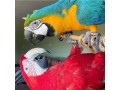 macaws-golden-blue-parrots-small-3