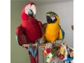 macaws-golden-blue-parrots-small-0