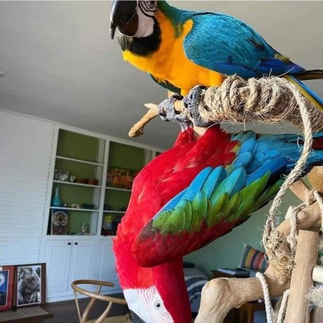 macaws-golden-blue-parrots-big-1