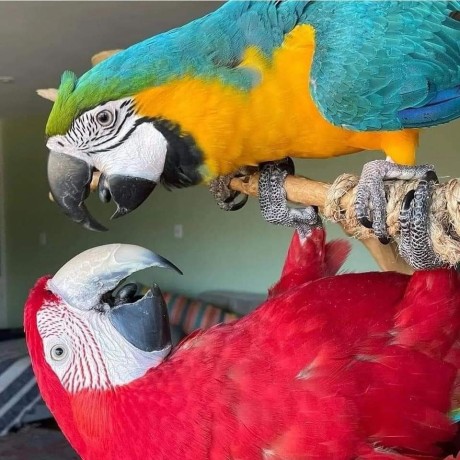 macaws-golden-blue-parrots-big-3