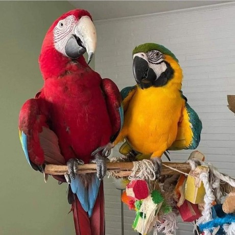 macaws-golden-blue-parrots-big-0