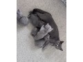 british-shorthair-blue-3-girls-gccf-registered-small-1