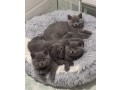 british-shorthair-blue-3-girls-gccf-registered-small-0