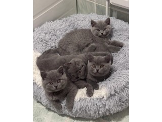 British Shorthair Blue 3 Girls GCCF registered