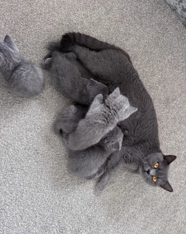 british-shorthair-blue-3-girls-gccf-registered-big-1