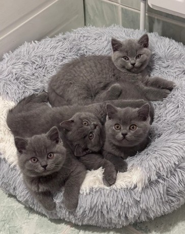 british-shorthair-blue-3-girls-gccf-registered-big-0