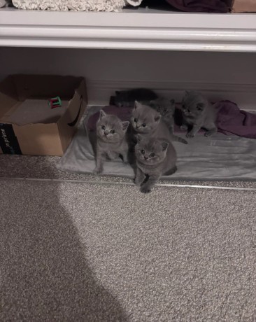 british-shorthair-blue-3-girls-gccf-registered-big-2