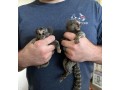 marmoset-monkeys-for-sale-small-0