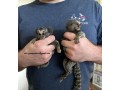 marmoset-monkeys-for-sale-small-1
