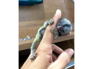 MARMOSET MONKEYS FOR SALE