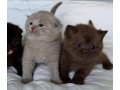 adorable-kittens-for-sale-small-1
