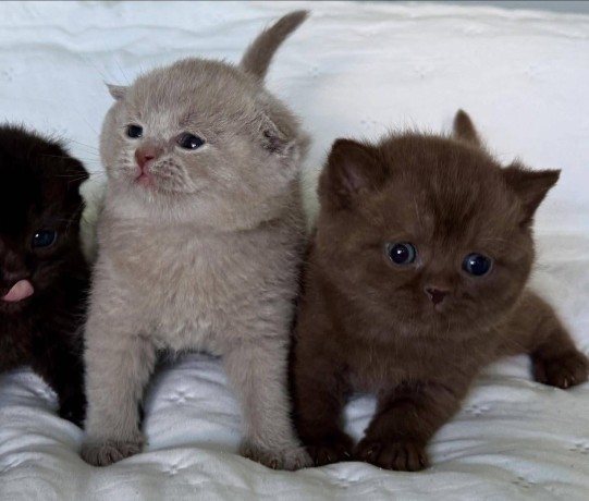 adorable-kittens-for-sale-big-1