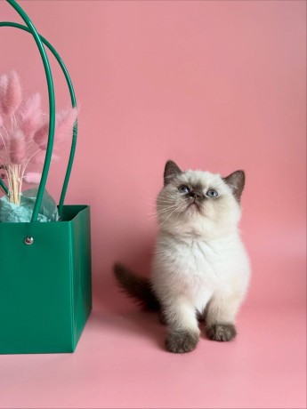 adorable-kittens-for-sale-big-2