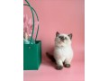 adorable-kittens-for-sale-small-2