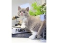 adorable-kittens-for-sale-small-4