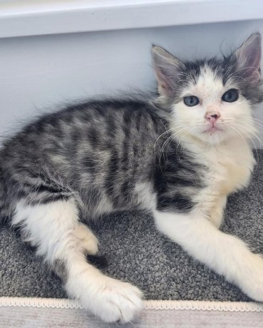 adorable-kittens-for-sale-big-0