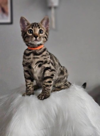 adorable-kittens-for-sale-big-3