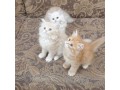adorable-kittens-for-sale-small-0