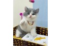 adorable-kittens-for-sale-small-2