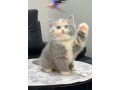 adorable-kittens-for-sale-small-3