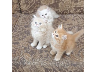 Adorable kittens for sale