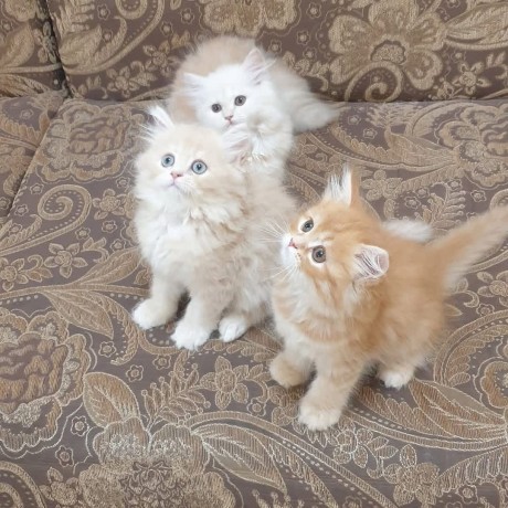 adorable-kittens-for-sale-big-0
