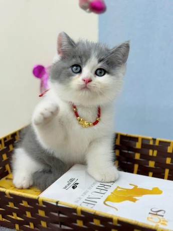 adorable-kittens-for-sale-big-2