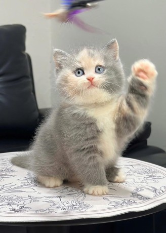 adorable-kittens-for-sale-big-3