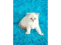 adorable-kittens-for-sale-small-0
