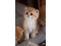 adorable-kittens-for-sale-small-1