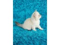 adorable-kittens-for-sale-small-2