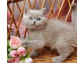 adorable-kittens-for-sale-small-3
