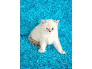 Adorable kittens for sale