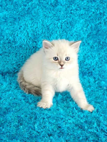 adorable-kittens-for-sale-big-0