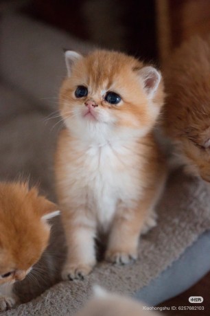 adorable-kittens-for-sale-big-1