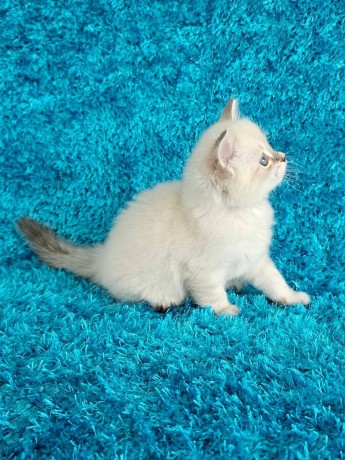 adorable-kittens-for-sale-big-2